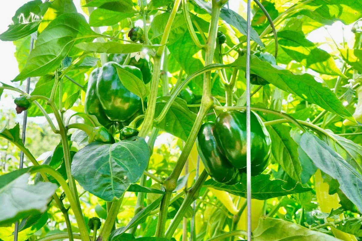 Green bell peppers on plant