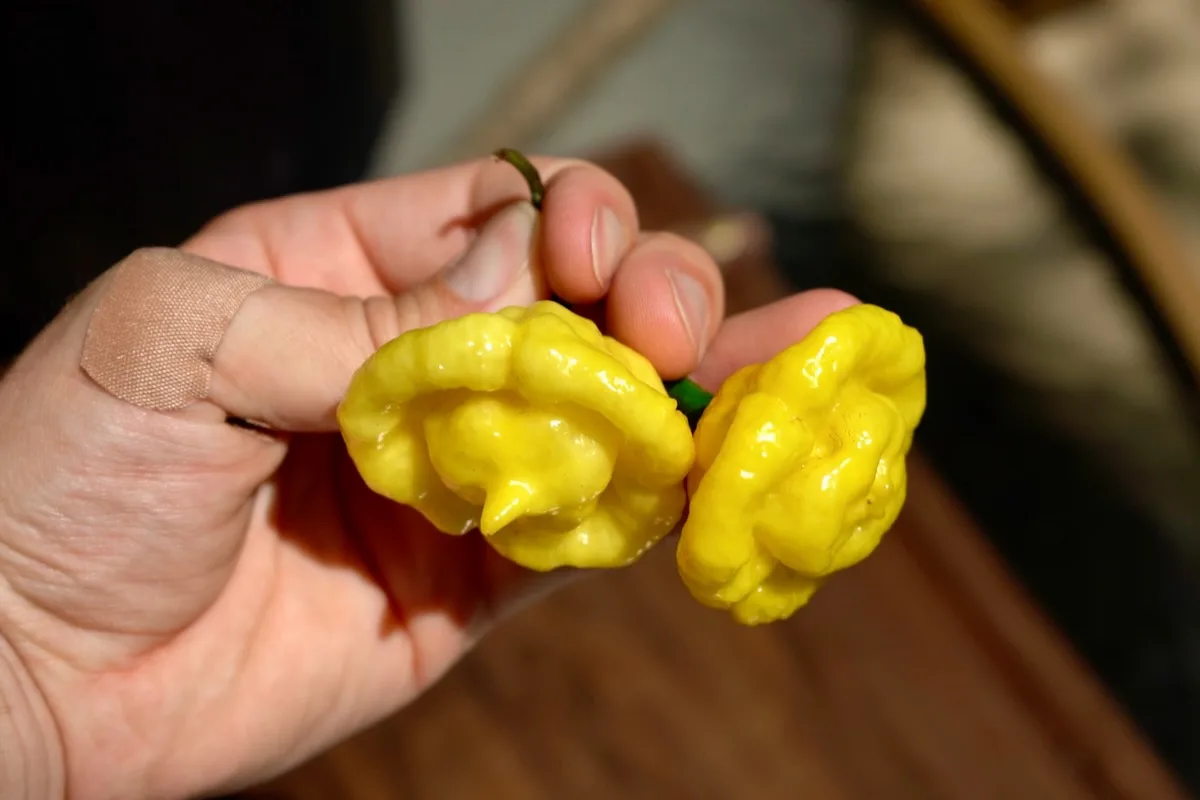 KS Lemon StarrBurst, The Most Beautiful Chili Pepper - La Maison