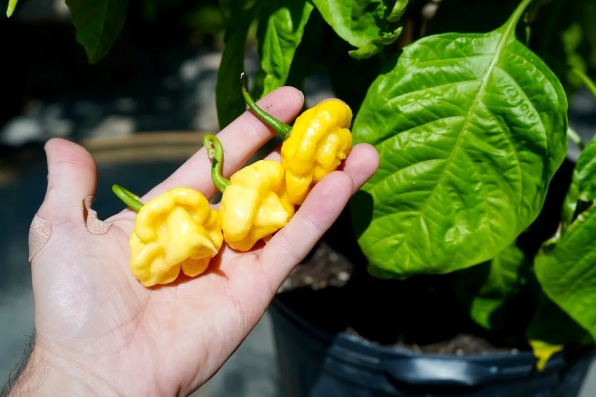 KSLS peppers in hand