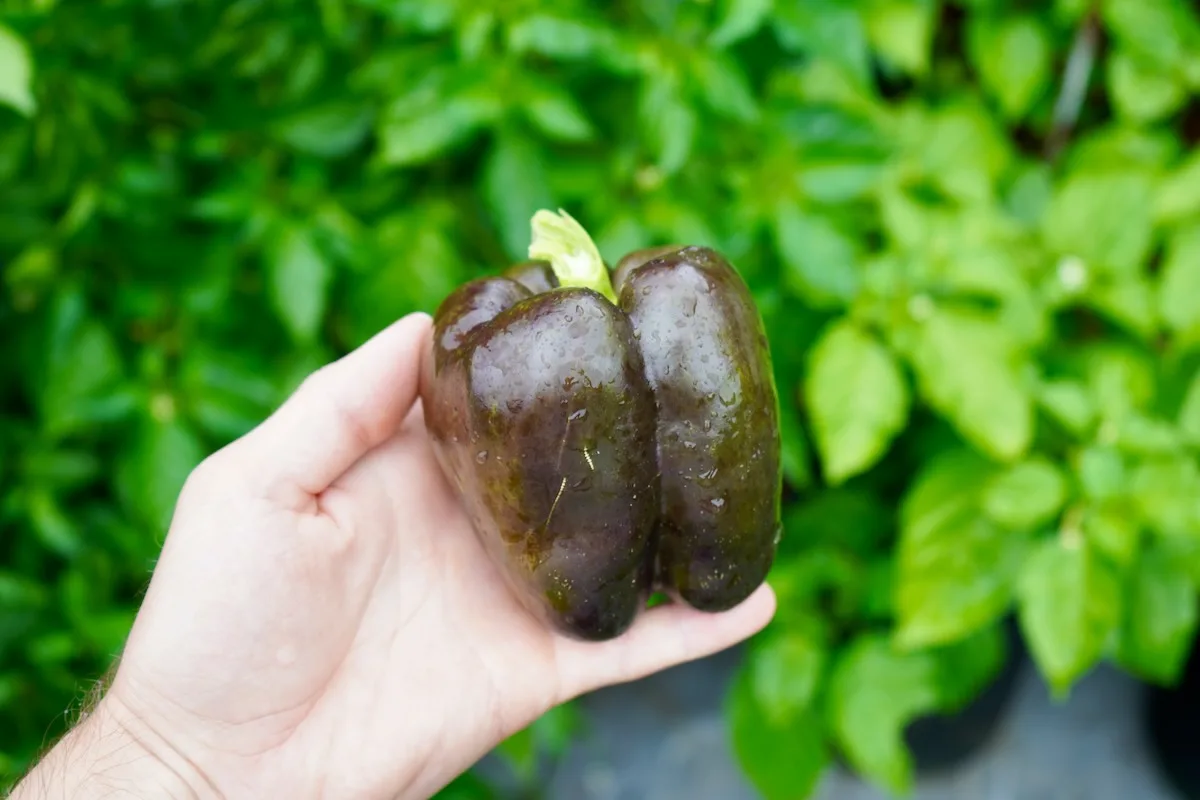 Purple beauty bell pepper in hand