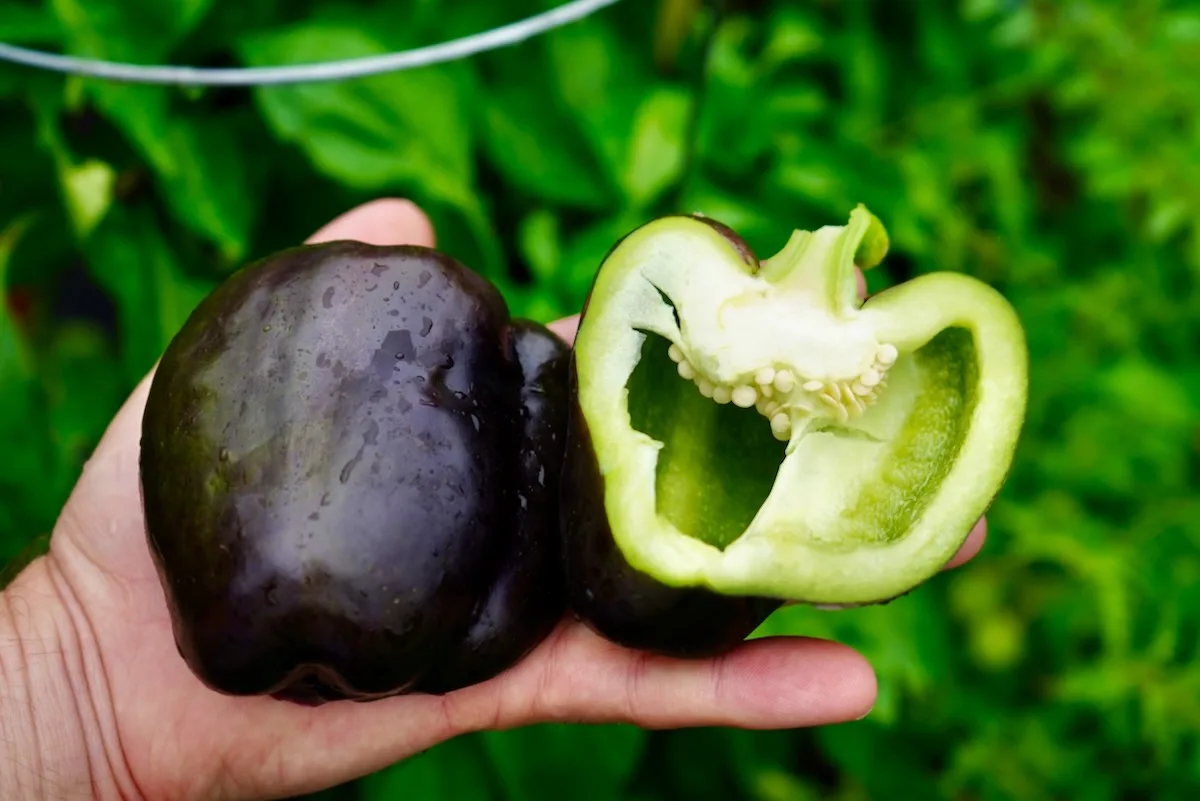 Purple beauty bell pepper sliced inside