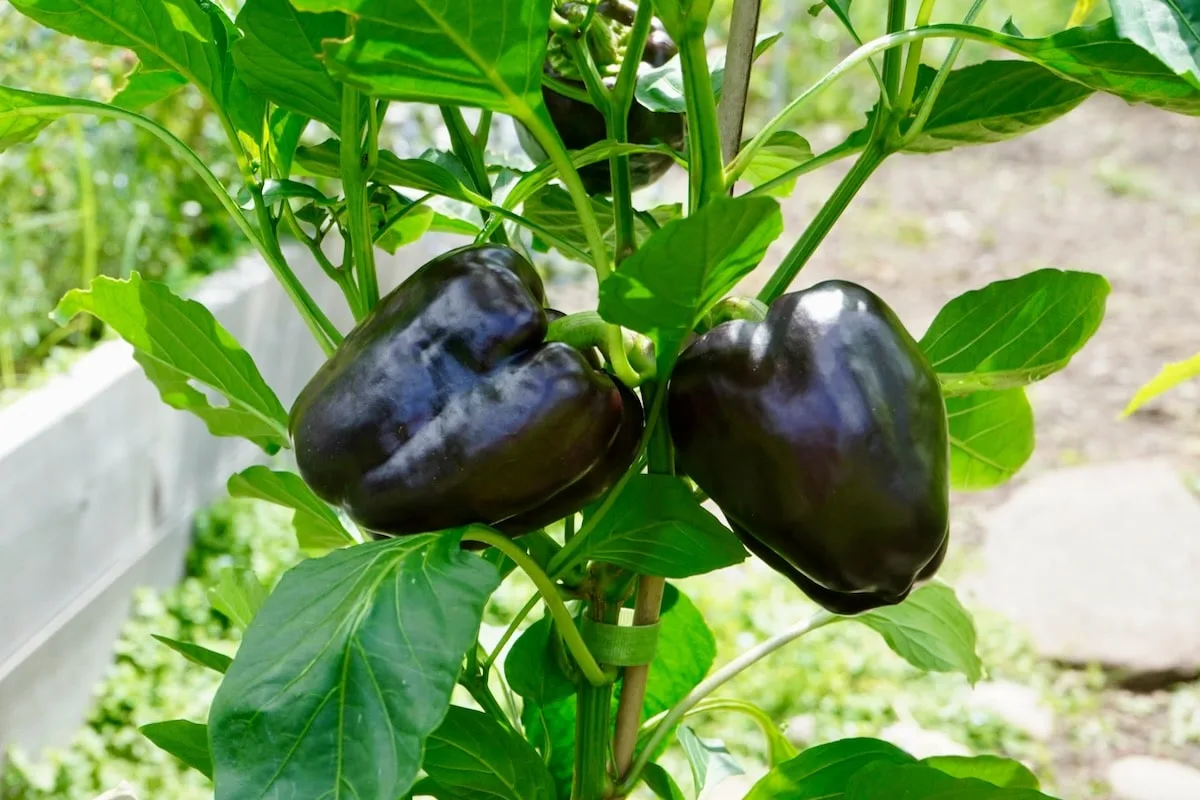 Purple beauty bell peppers on plant