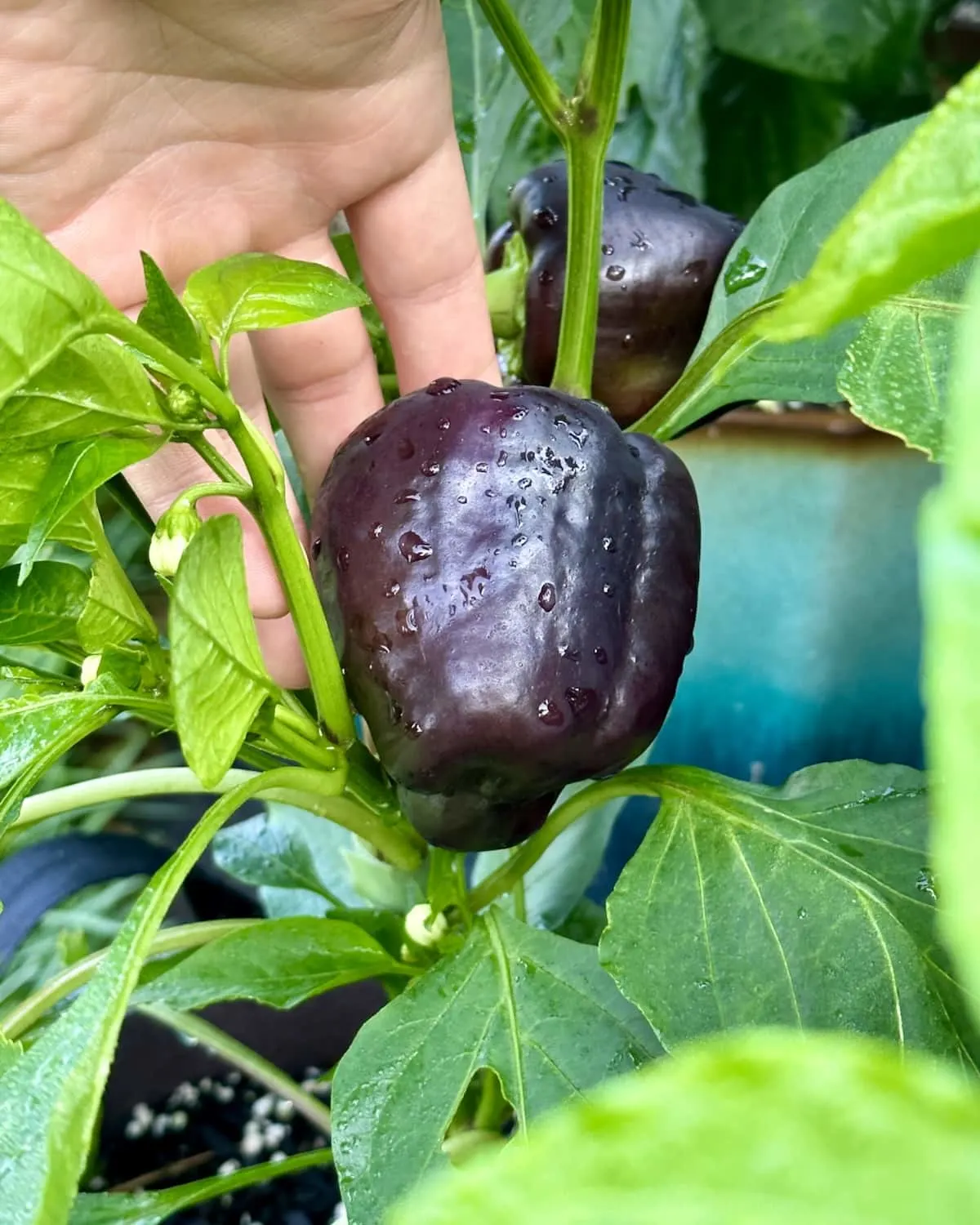 Purple bell pepper on plant vertical