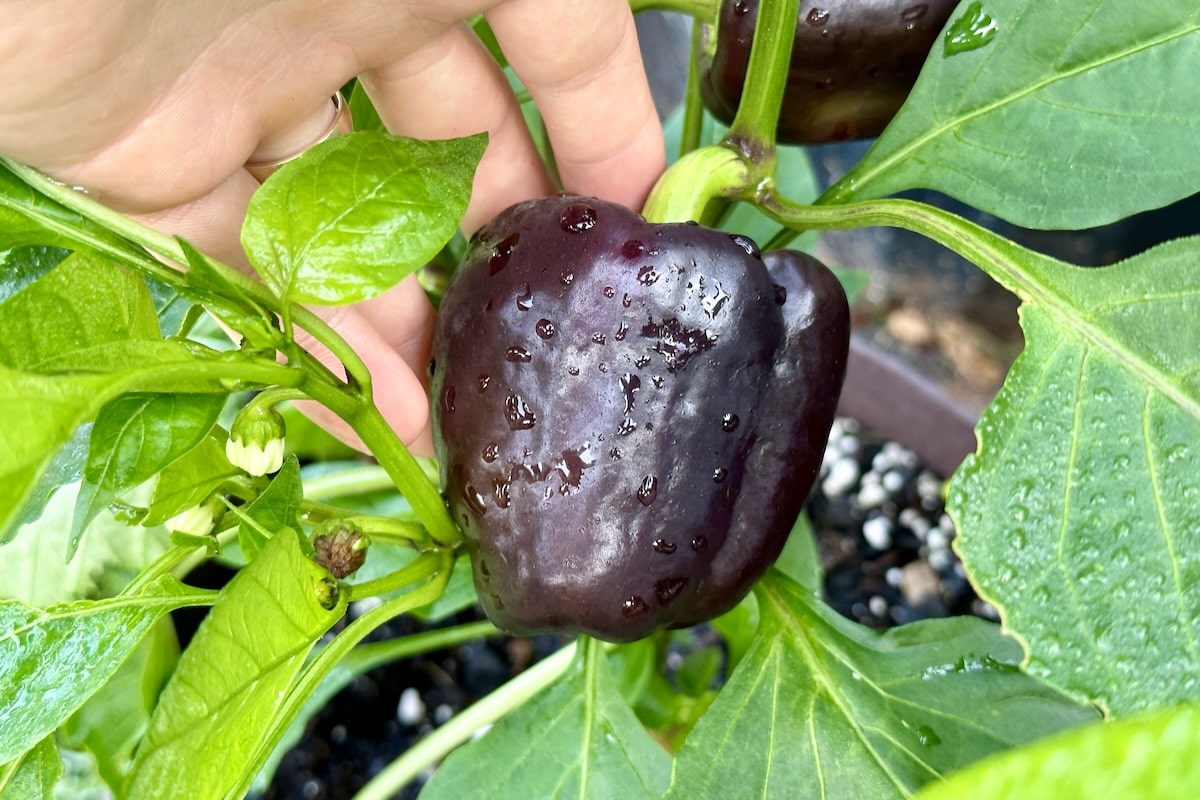 Purple bell pepper on plant