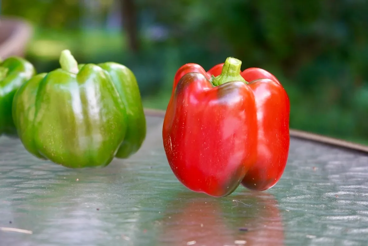 Verify: Yes, red and green bell peppers come from the same plant