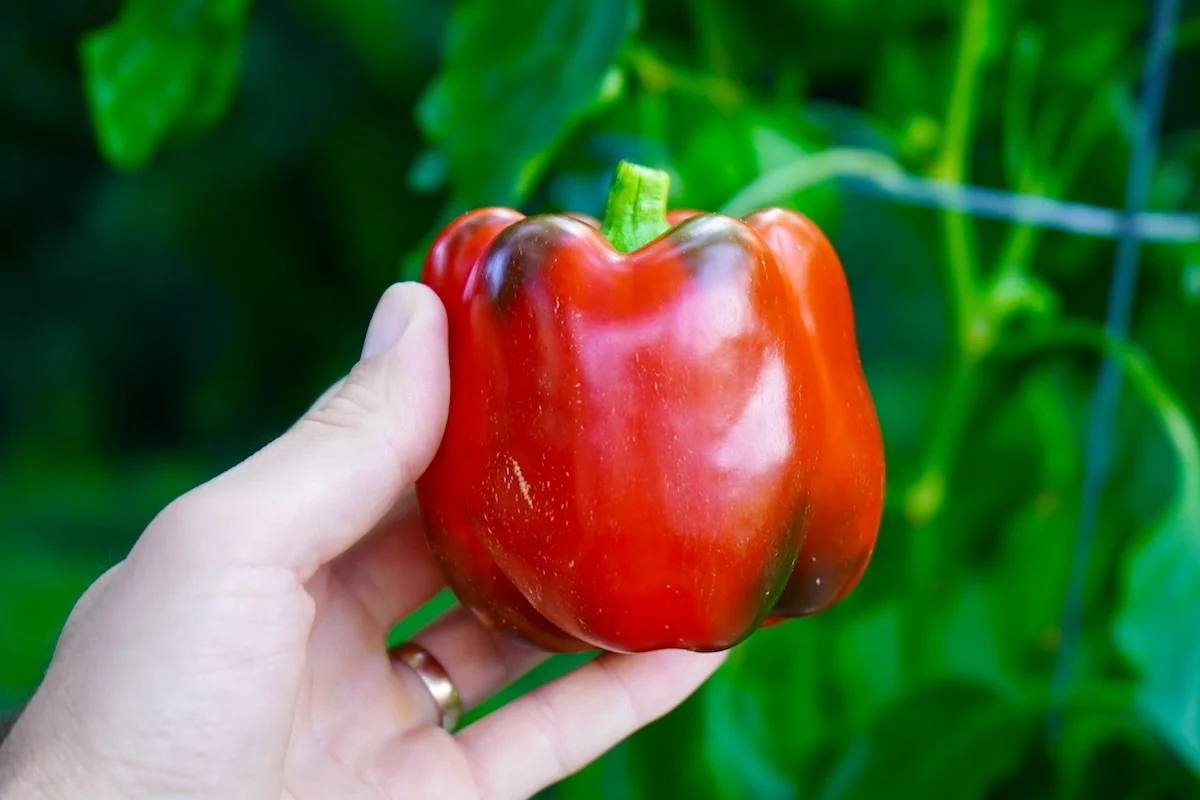 Red bell pepper harvest
