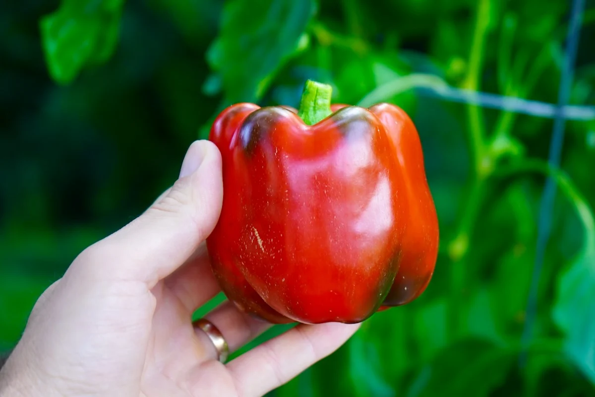 Is this pepper ready to pick? I don't remember if it was a green