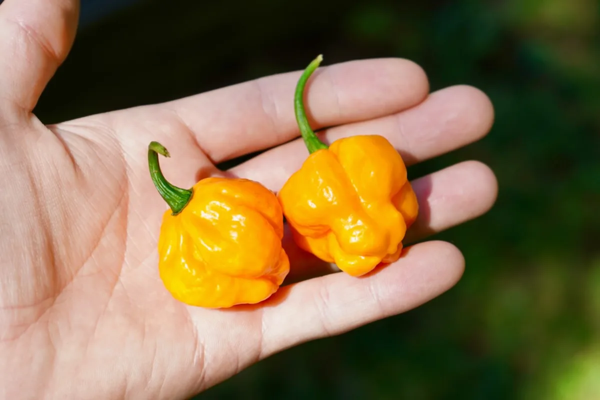 Scotch Bonnet MOA pods in hand