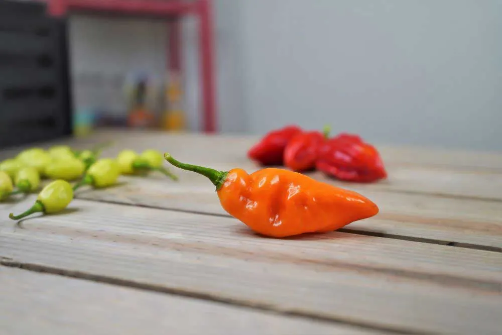 Habanada pepper