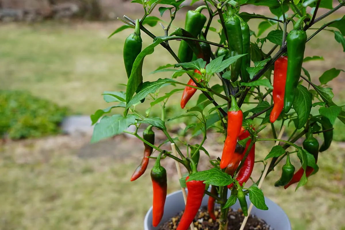hot spicy cayenne peppers on plant