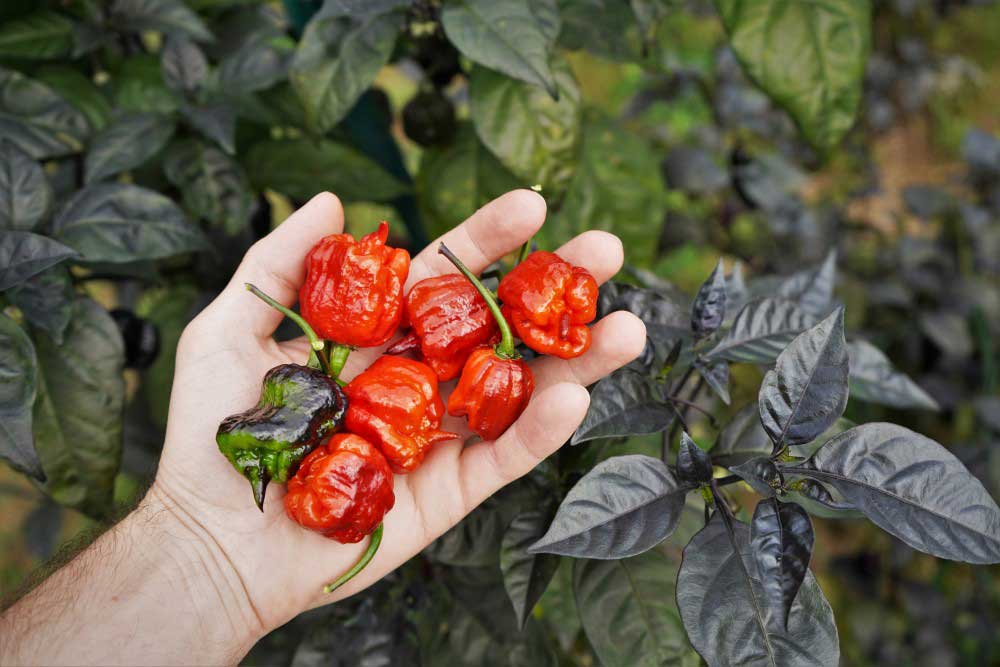 hot spicy reaper peppers on plant