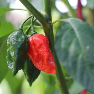 hot spicy peppers on plant