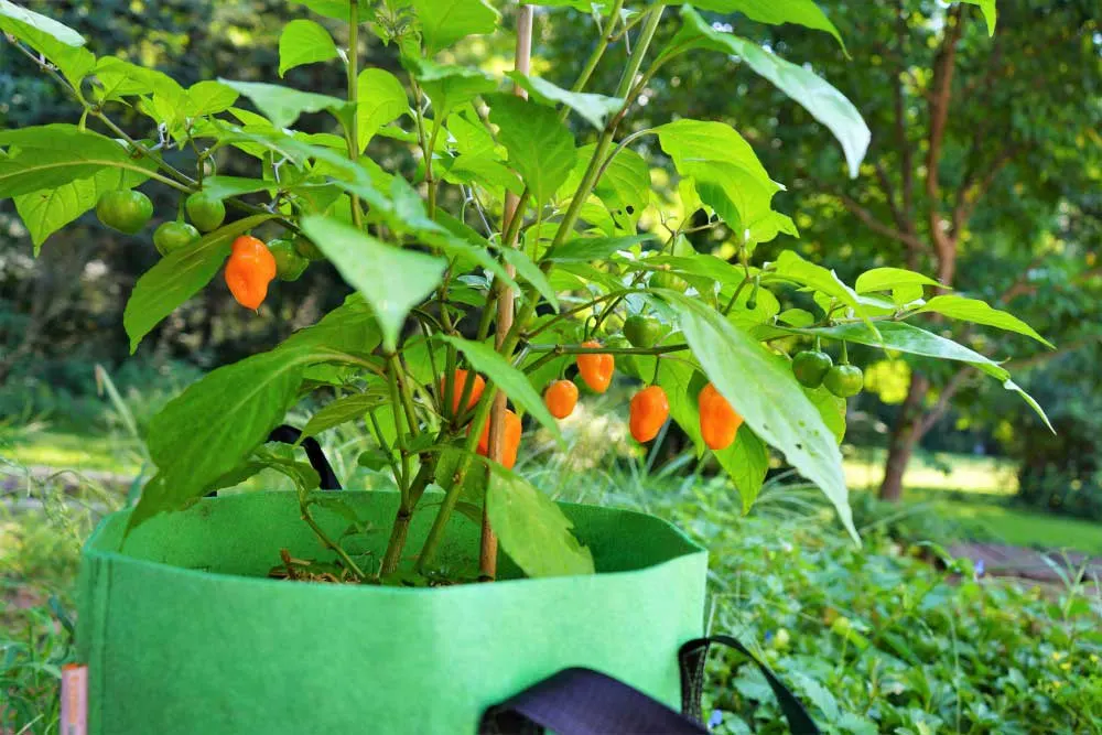 hot spicy peppers on plant