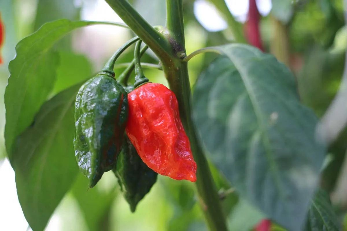 hot spicy peppers on plant