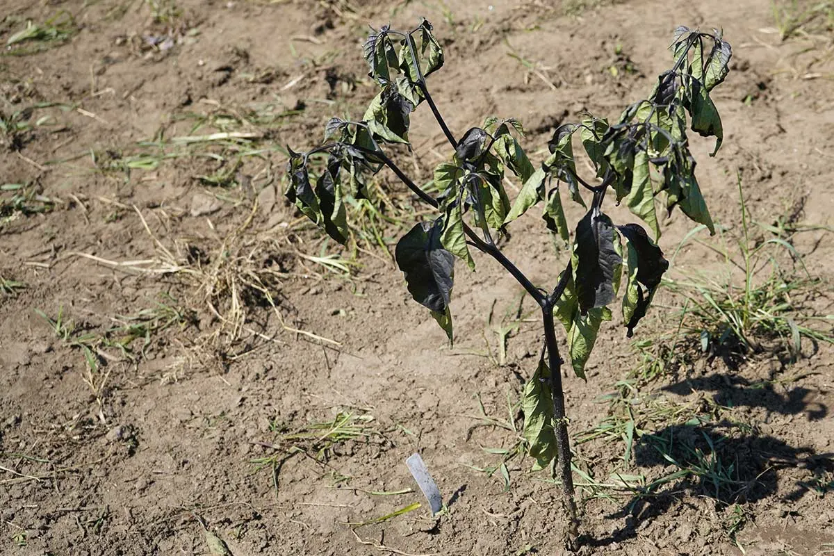 thirsty stressed pepper plant