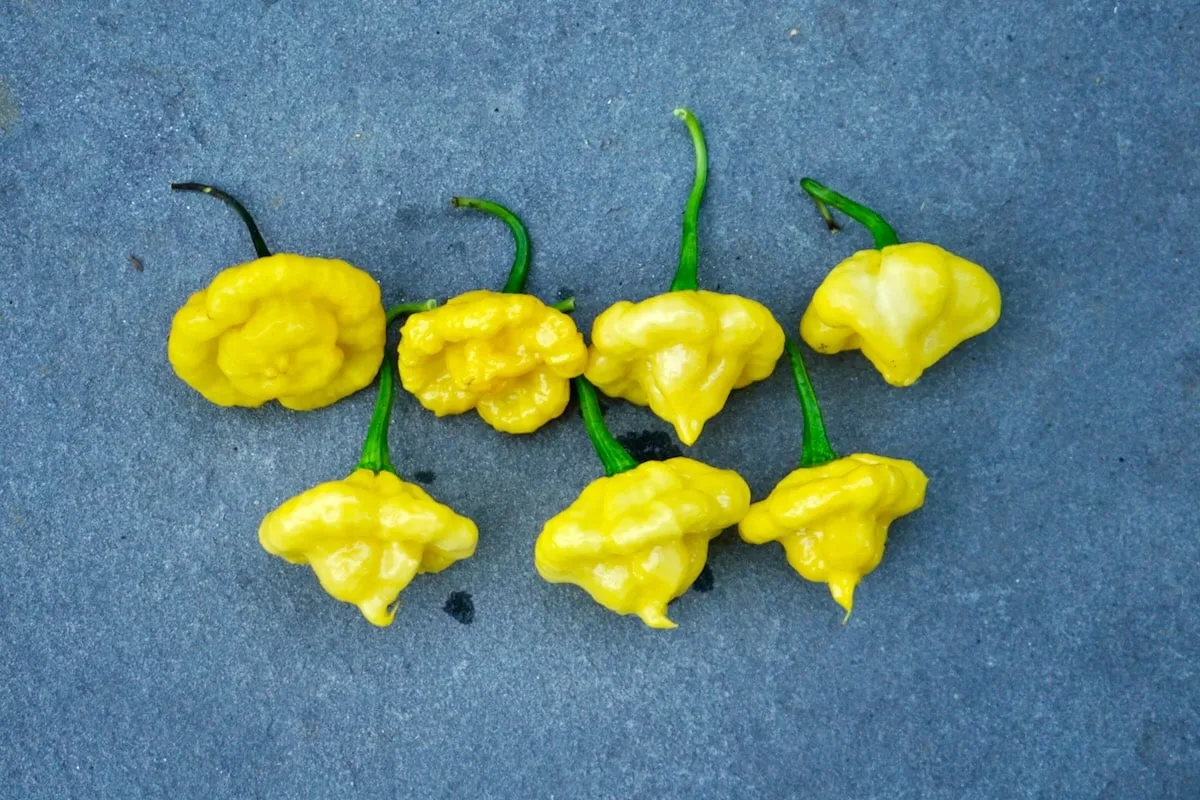 KSLS peppers