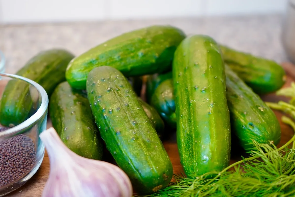 Pickling cucumbers