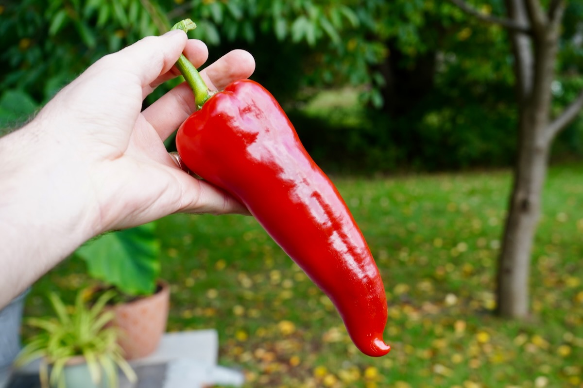 Carmen red pepper