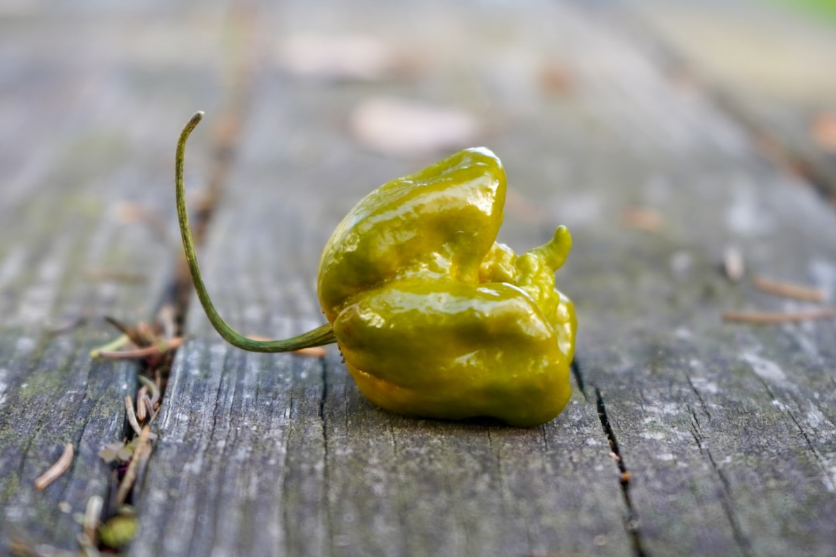 Pepper X A New World Record Hottest Pepper Pepper Geek