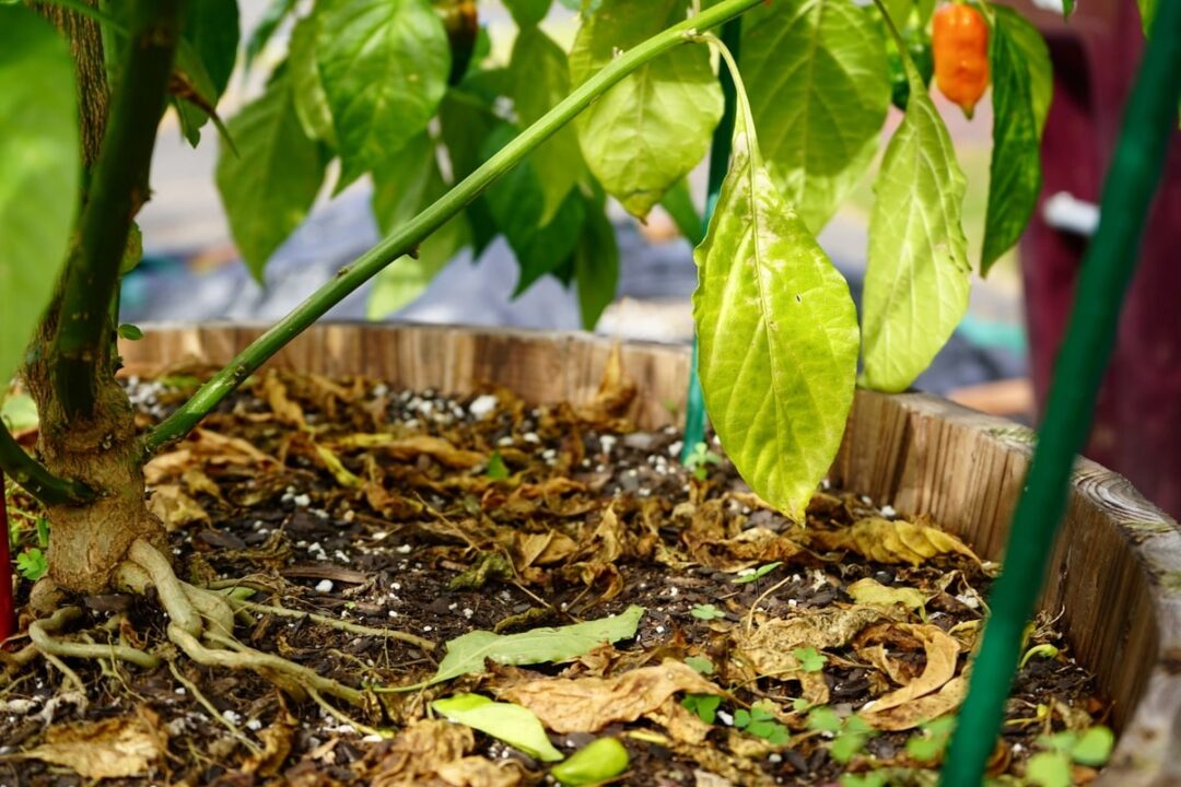 Pepper Plant Leaves Falling Off Causes and Prevention Pepper Geek