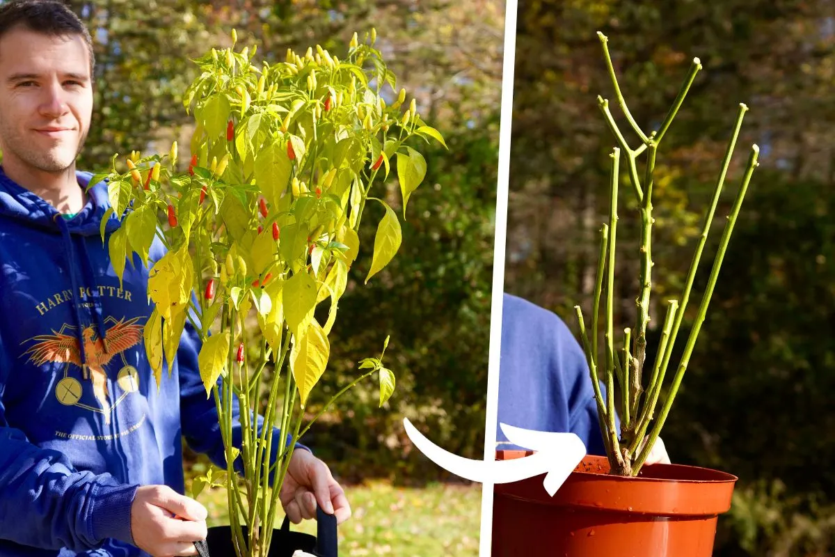 https://peppergeek.com/wp-content/uploads/2023/11/Overwintering-pepper-plant-thumbnail.jpg.webp