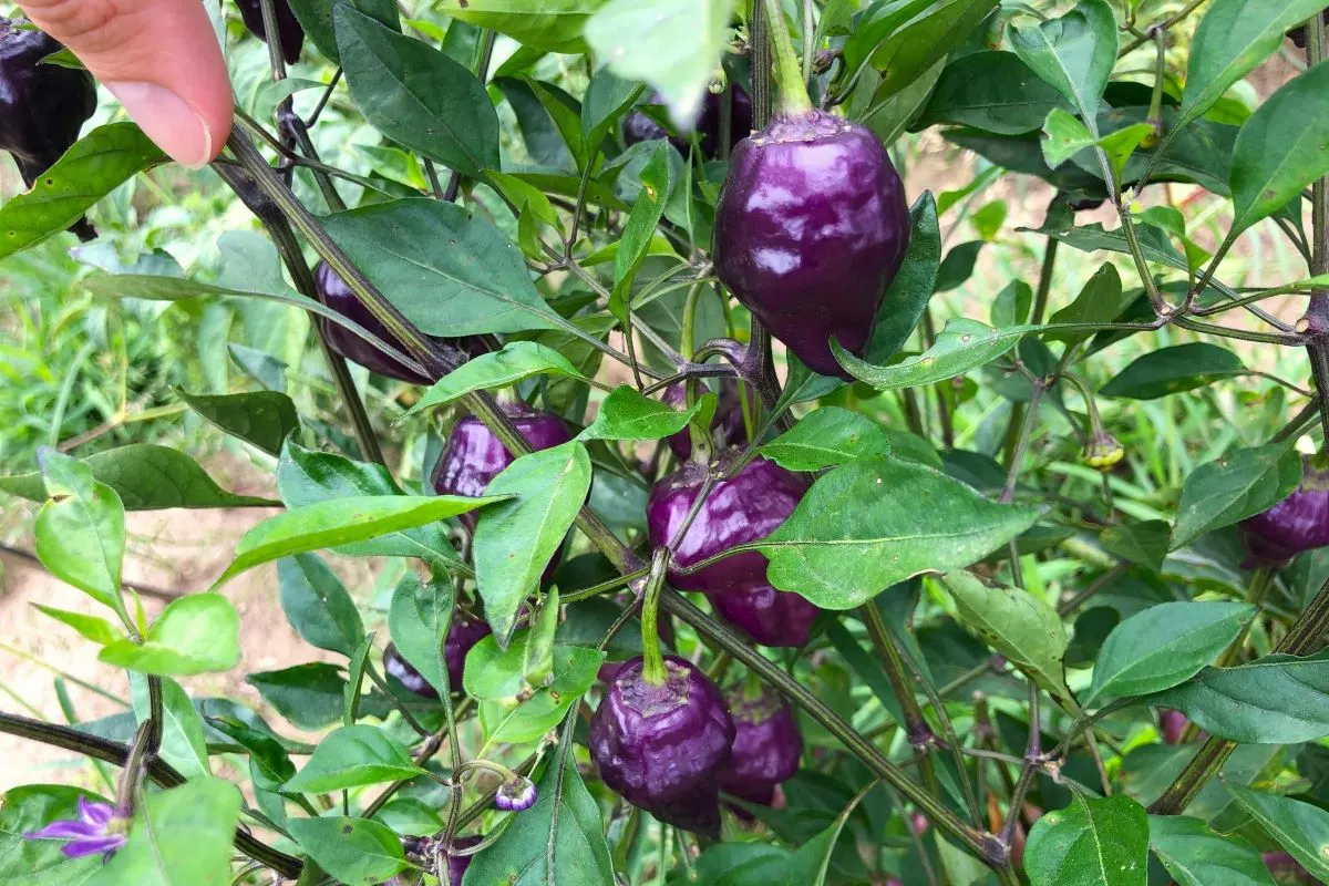 Purple UFO peppers on plant