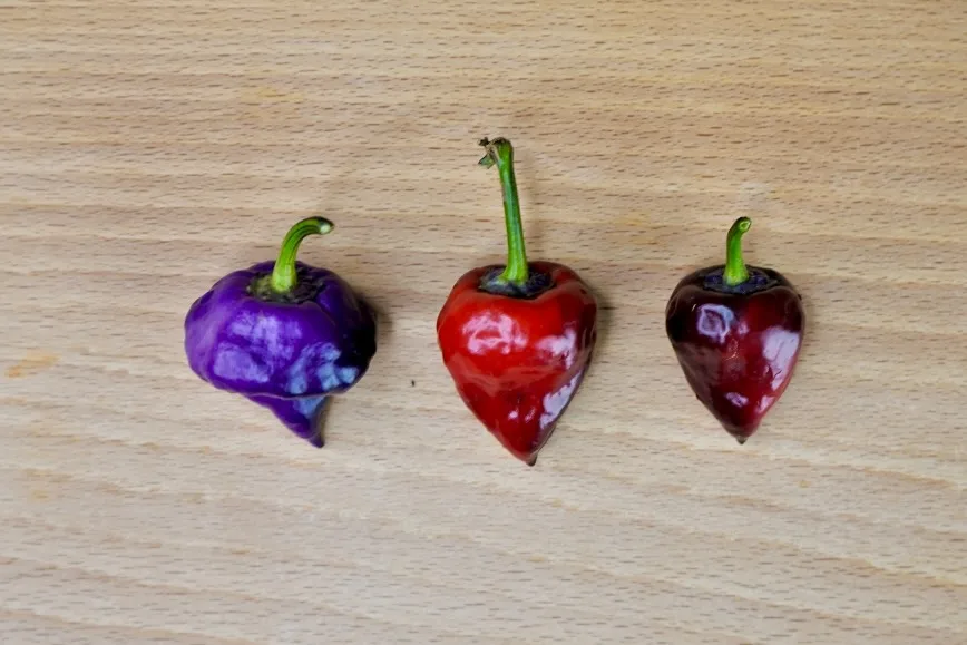 Purple UFO peppers unripe and ripe