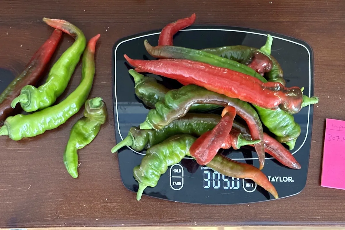 Weighing peppers on scale