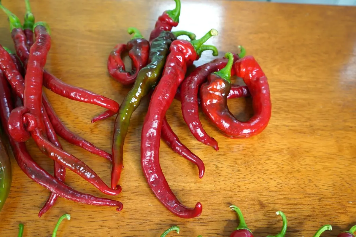 Cayenne large red thick peppers