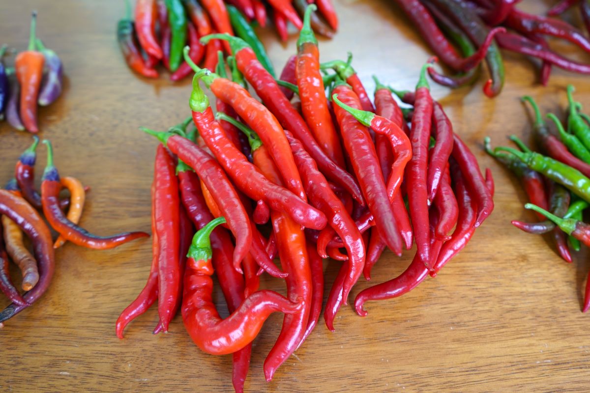 Cayenne red flame peppers harvest