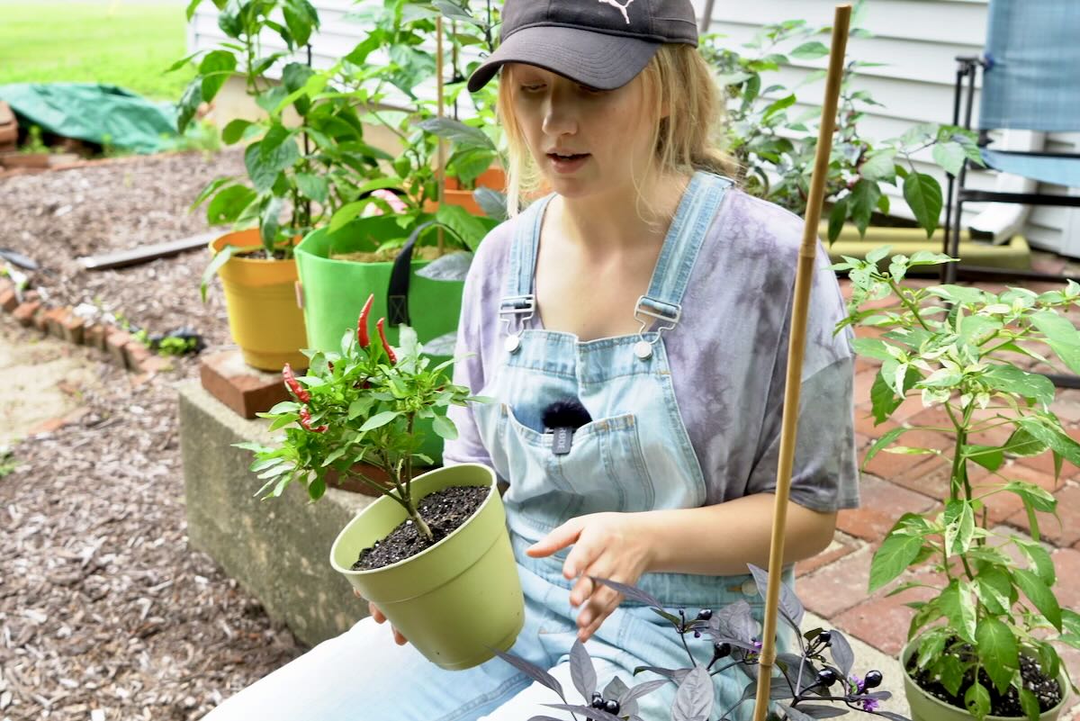 Crystalyn with small potted pepper