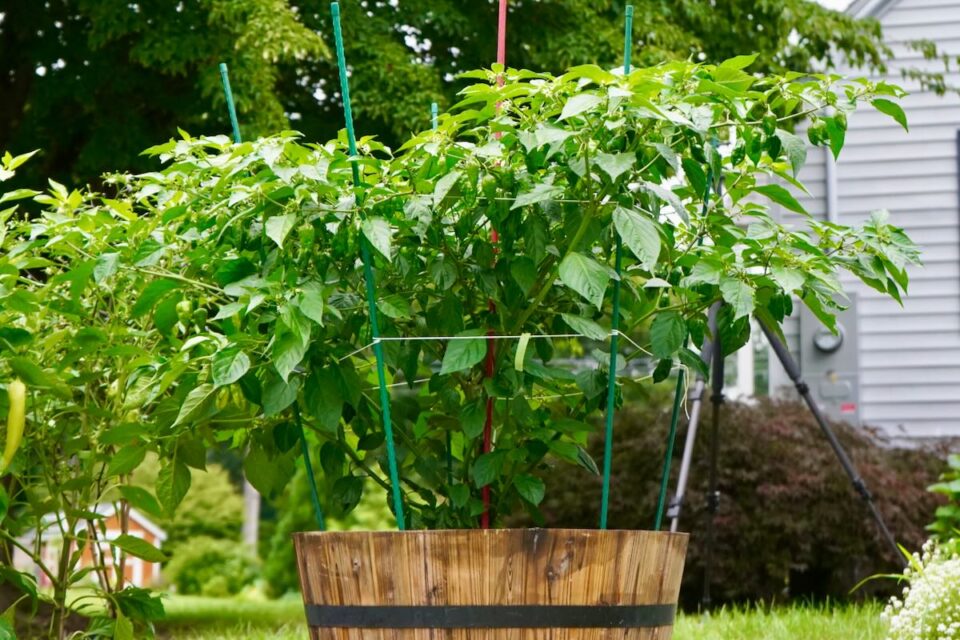 7 Pepper Growing Mistakes To Avoid This Season Pepper Geek