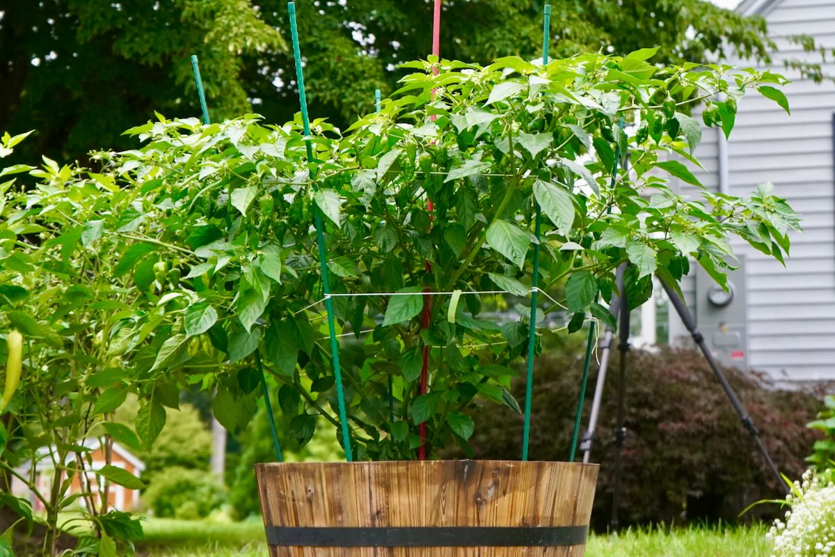 Dorset naga pepper plant in pot