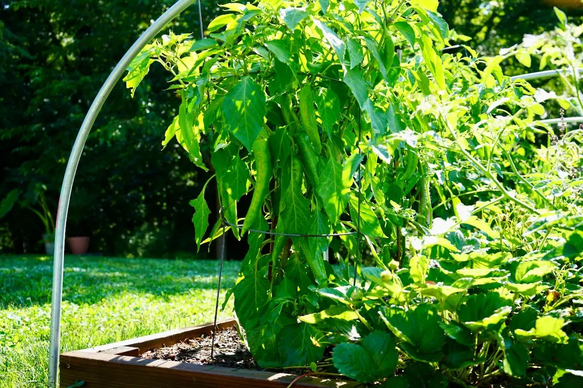 Hatch chile plant in raised bed