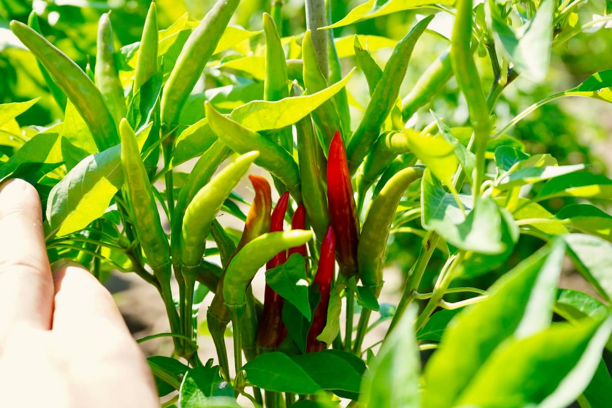 Thai chilis ripening on plant