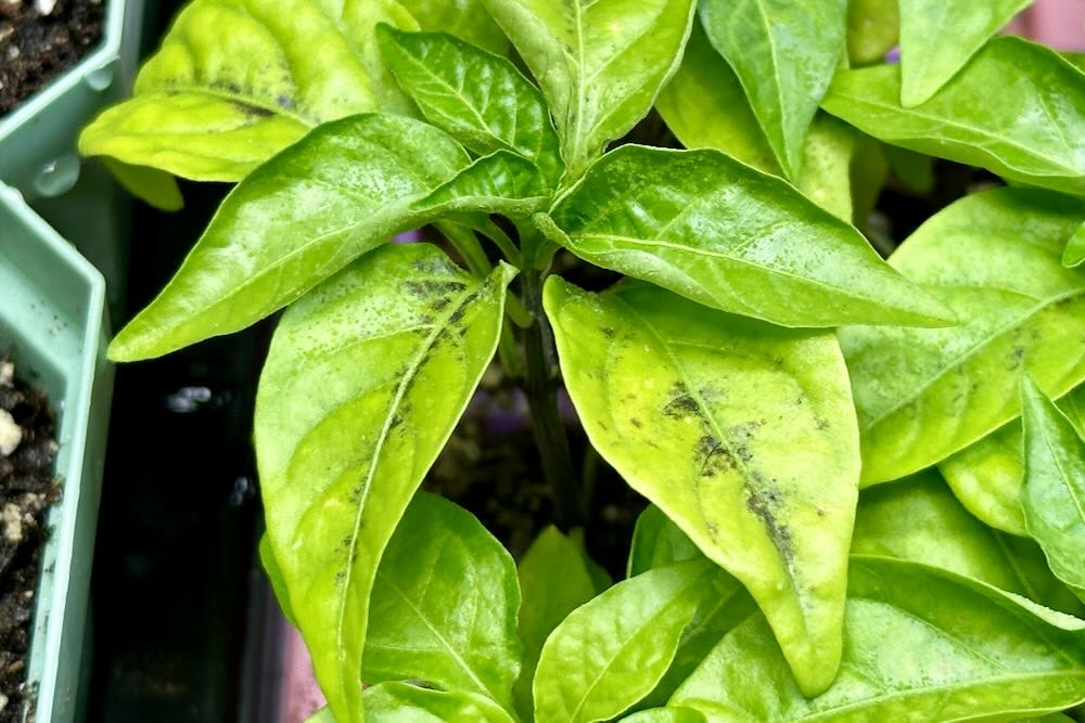 Purple coloring on pepper leaves