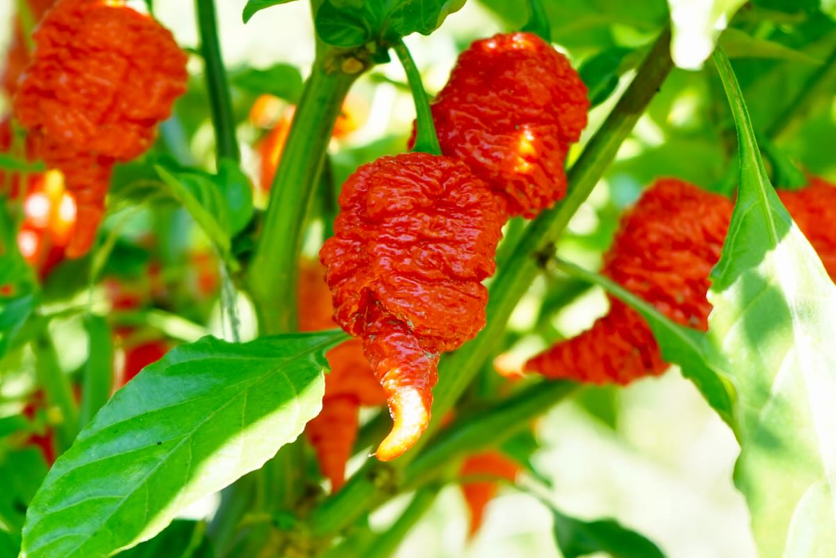 RB003 pepper on plant