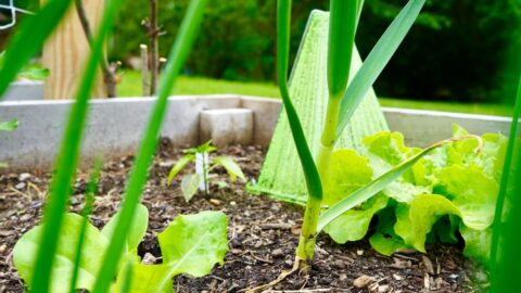 Garlic planted nearby peppers and lettuce