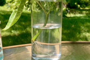How To Propagate Peppers From Cuttings - Pepper Geek