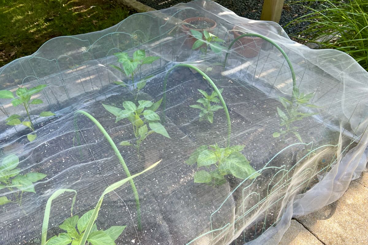 Insect netting over pepper plants
