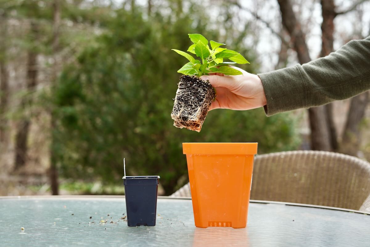 Transplanting pepper seedling into larger pot