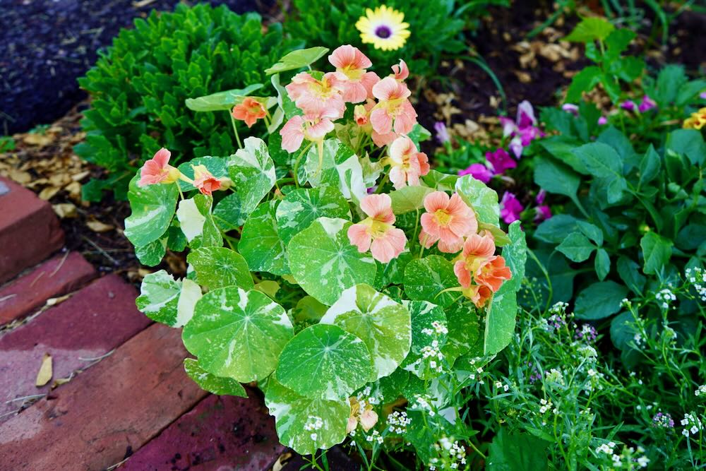Nasturtium plant with flowers