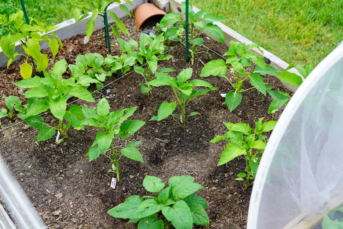 Bell pepper plant spacing