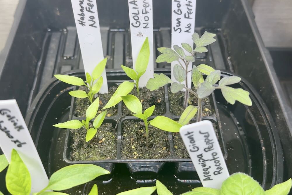 Early pepper plant seedlings no fertilizer