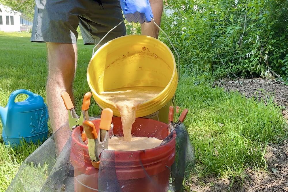 Straining homemade fish fertilizer
