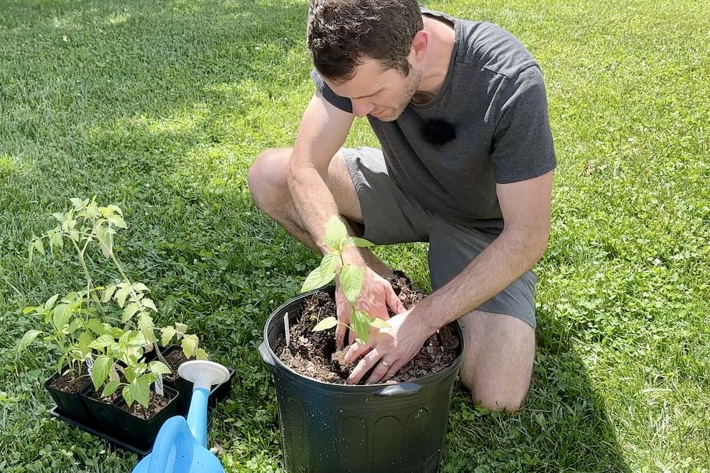up potting pepper into larger container