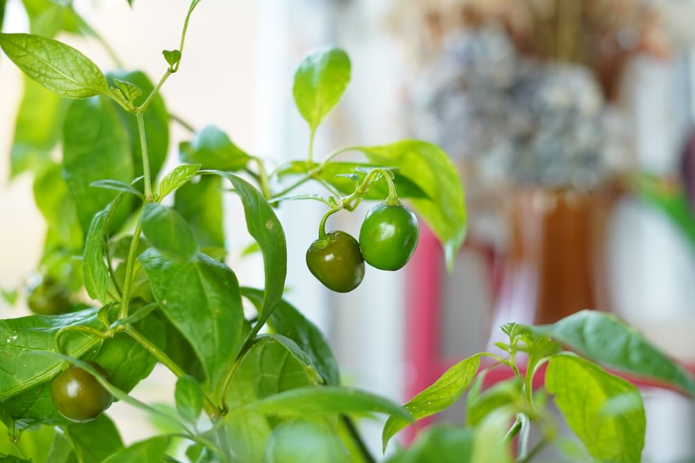 Olive rocoto peppers on plant