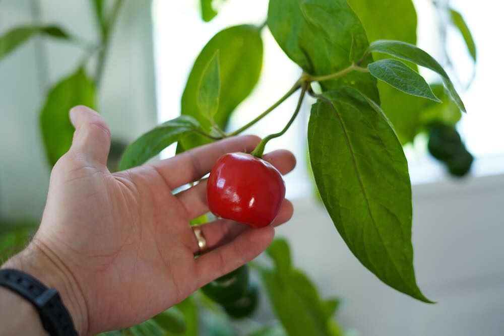 Red rocoto on plant